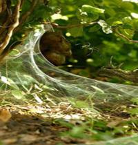 Zamob Spider Web
