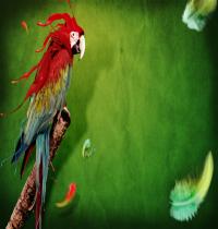 Zamob Splash of Parrot