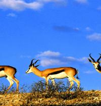 Zamob Springboks Kgalagadi Transfrontier Park