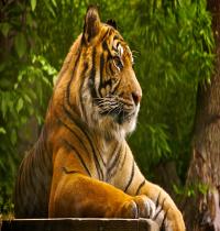 Zamob Sumatran Tiger