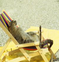Zamob Sunbathing Cat