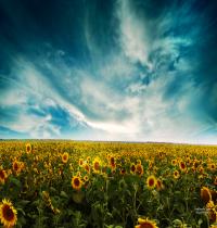 Zamob Sunflowers Landscape