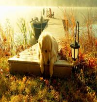 Zamob Sunset Boat Dog