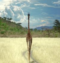 Zamob Superb Giraffa