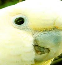 Zamob suprised parrot