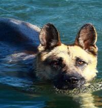 Zamob Swimming Dog