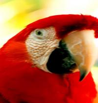 Zamob talkative red parrot
