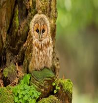 Zamob Tawny Owl Birds
