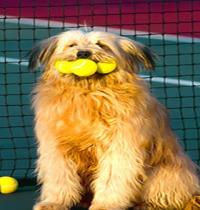 Zamob tennis dog