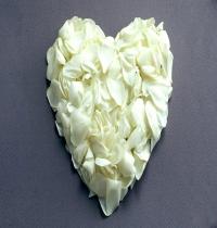 Zamob The Leaves Of The White Rose Heart