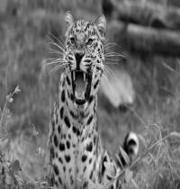 Zamob The Leopard Grin