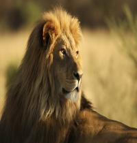 Zamob The Male African Lion