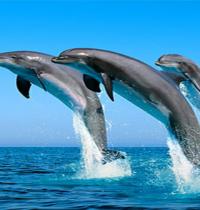 Zamob three dolphins