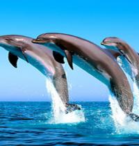 Zamob three little dolphins