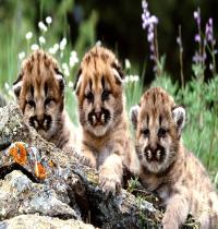 Zamob Three Tiny Puppies Lion