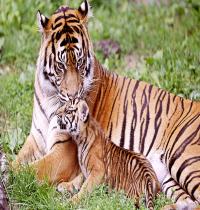 Zamob Tiger and Baby Tiger