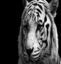 Zamob tiger black and white