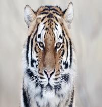 Zamob Tiger Close Up