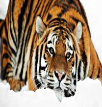 Zamob Tiger HD 1080p