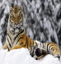 Zamob Tiger in Winter