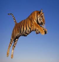 TuneWAP Tiger Jumping