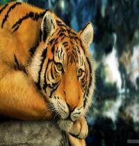 Zamob Tiger Painting