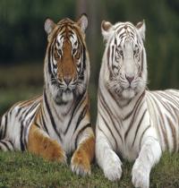 Zamob Tigers And Their Colors