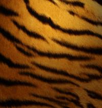 Zamob Tiger Skin