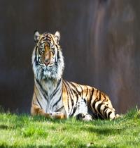 Zamob Tiger Staring