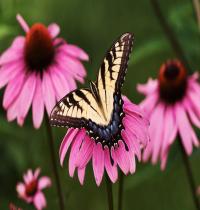 Zamob Tiger Swallowtail Butterfly...