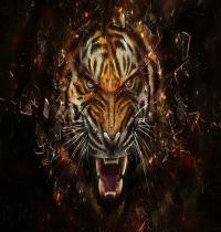 Zamob Tiger Through Glass