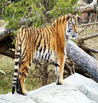 Zamob Tiger Widescreen HD