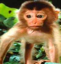 Zamob tiny monkey