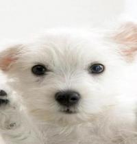 Zamob Tiny White Dog