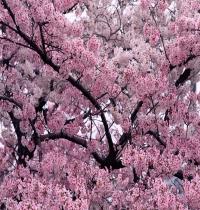 Zamob Tree in Bloom