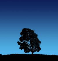 Zamob Tree On Blue Sky