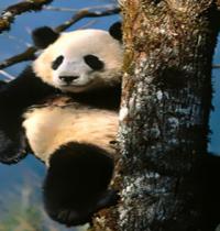 Zamob tree panda
