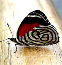 Zamob tricolor butterfly