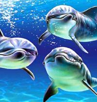 Zamob trio dolphin