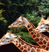 Zamob triple giraffe in forest