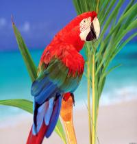 Zamob Tropical Colors Parrot