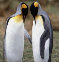 Zamob Tuxedo Check King Penguins