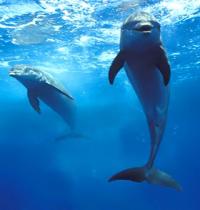 Zamob two cute dolphin