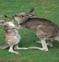 Zamob two kangaroo 01