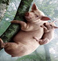 Zamob two pig on tree