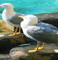 Zamob two seagulls