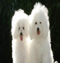Zamob two white dogs