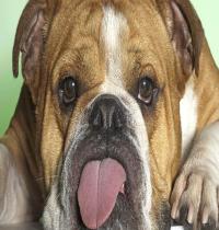 Zamob Ugly Dog Tongue Out
