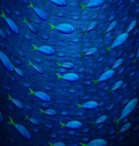Zamob Underwater Fish