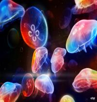 Zamob Underwater Jellyfishes